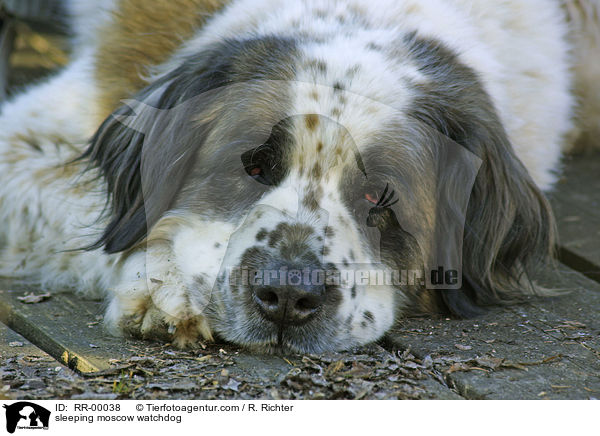 schlafender Moskauer Wachhund / sleeping moscow watchdog / RR-00038