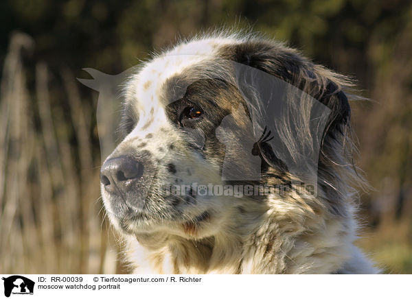 moscow watchdog portrait / RR-00039