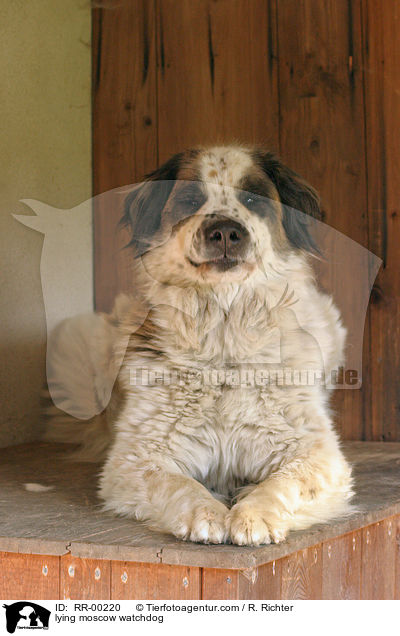 liegender Moskauer Wachhund / lying moscow watchdog / RR-00220