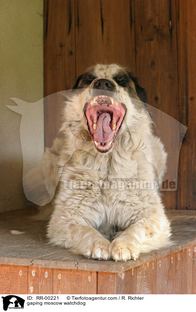 ghnender Moskauer Wachhund / gaping moscow watchdog / RR-00221