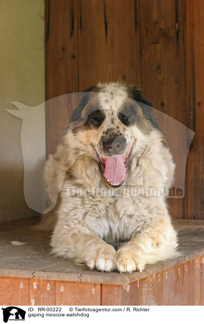 ghnender Moskauer Wachhund / gaping moscow watchdog / RR-00222