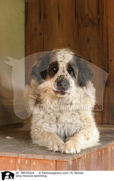 liegender Moskauer Wachhund / lying moscow watchdog / RR-00224