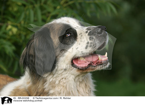 moscow watchdog portrait / RR-00298