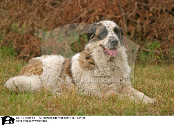 liegender Moskauer Wachhund / lying moscow watchdog / RR-00553