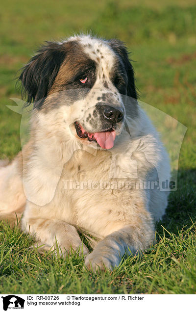 liegender Moskauer Wachhund / lying moscow watchdog / RR-00726