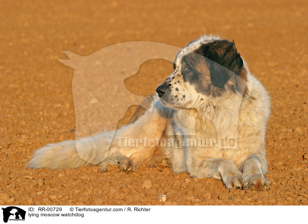 liegender Moskauer Wachhund / lying moscow watchdog / RR-00729