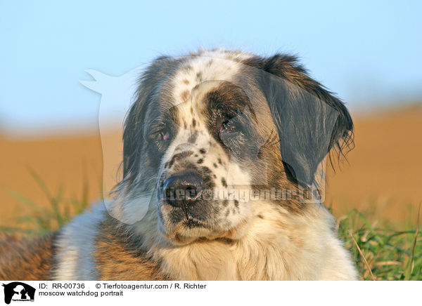 moscow watchdog portrait / RR-00736