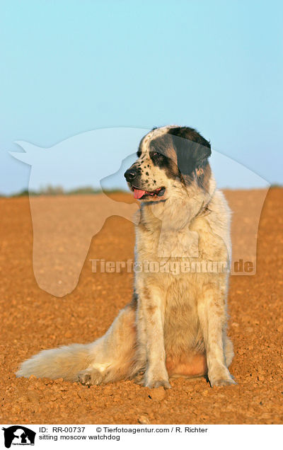 sitzender Moskauer Wachhund / sitting moscow watchdog / RR-00737