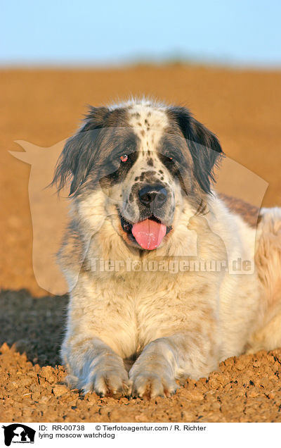 liegender Moskauer Wachhund / lying moscow watchdog / RR-00738