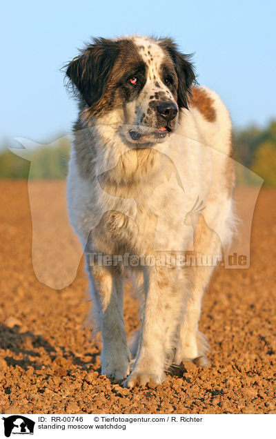 stehender Moskauer Wachhund / standing moscow watchdog / RR-00746
