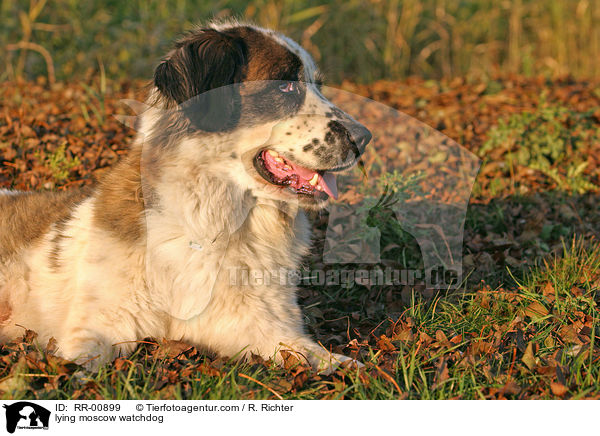 lying moscow watchdog / RR-00899