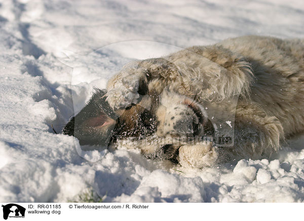 wallowing dog / RR-01185
