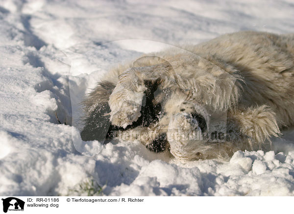 wallowing dog / RR-01186