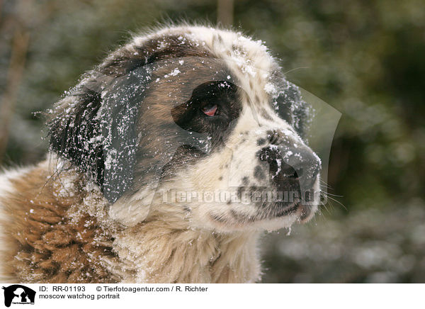 moscow watchog portrait / RR-01193