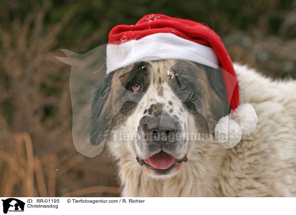 Hund mit Weihnachtsmannmtze / Christmasdog / RR-01195