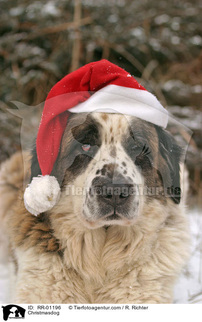 Hund mit Weihnachtsmannmtze / Christmasdog / RR-01196