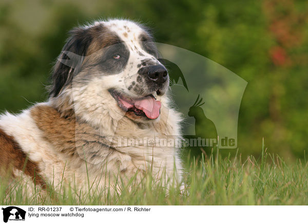 liegender Moskauer Wachhund / lying moscow watchdog / RR-01237
