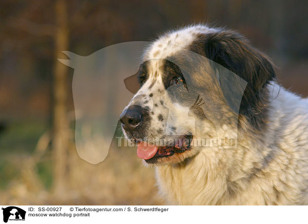 moscow watchdog portrait / SS-00927