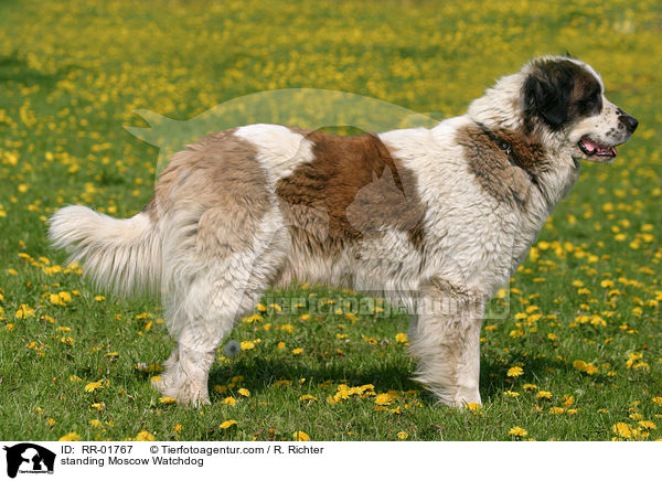 stehender Moskauer Wachhund / standing Moscow Watchdog / RR-01767