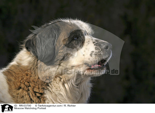 Moskauer Wachhund / Moscow Watchdog Portrait / RR-03790