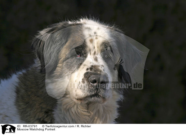 Moskauer Wachhund / Moscow Watchdog Portrait / RR-03791