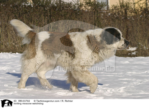 Moskauer Wachhund im Trab / trotting moscow watchdog / RR-03792