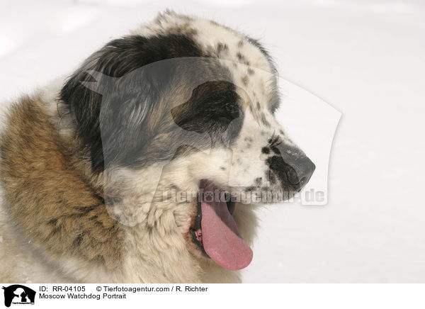 Moskauer Wachhund / Moscow Watchdog Portrait / RR-04105