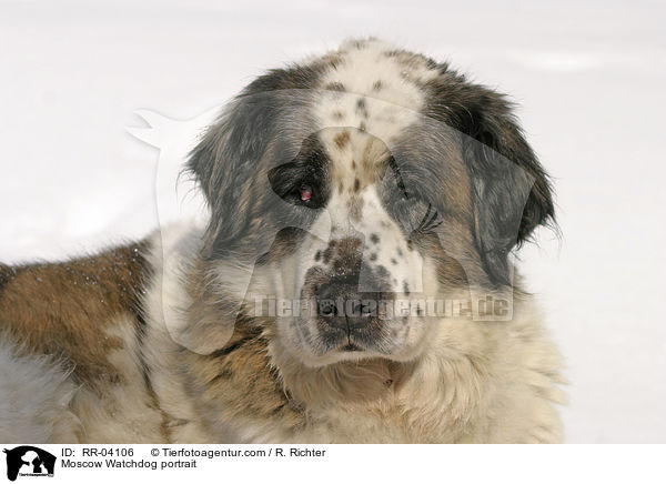 Moskauer Wachhund / Moscow Watchdog portrait / RR-04106