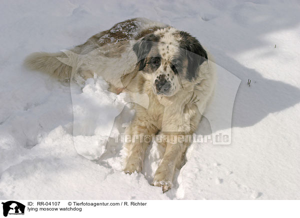 Liegender Moskauer Wachhund / lying moscow watchdog / RR-04107