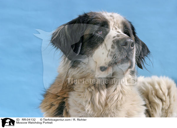 Moskauer Wachhund / Moscow Watchdog Portrait / RR-04132