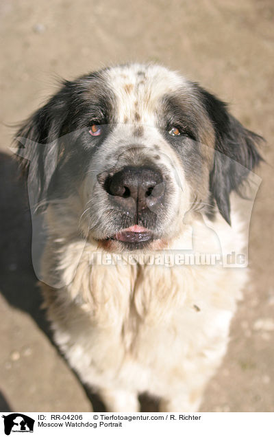 Moskauer Wachhund / Moscow Watchdog Portrait / RR-04206