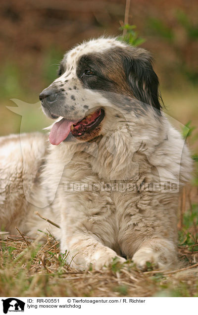 liegender Moskauer Wachhund / lying moscow watchdog / RR-00551