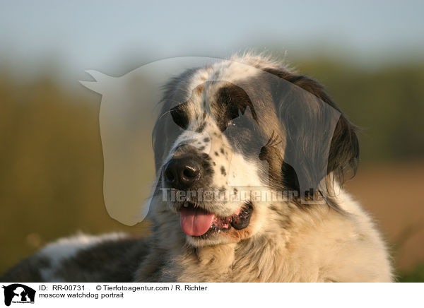 moscow watchdog portrait / RR-00731