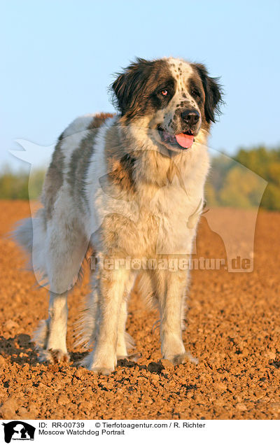 Moskauer Wachhund / Moscow Watchdog Portrait / RR-00739