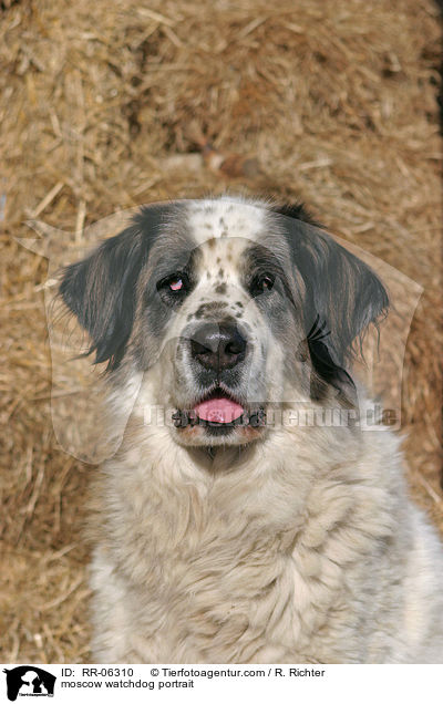 Moskauer Wachhund im Portrait / moscow watchdog portrait / RR-06310