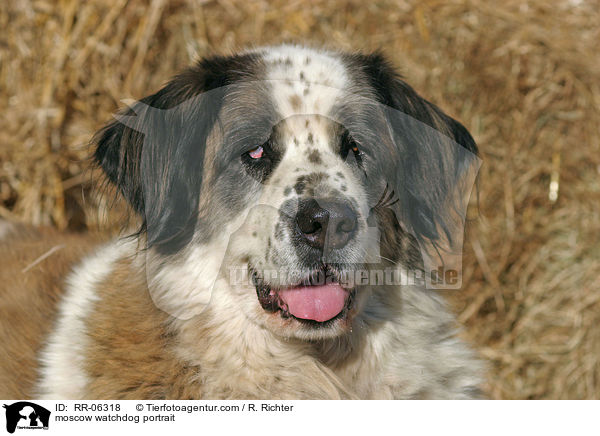 Moskauer Wachhund im Portrait / moscow watchdog portrait / RR-06318