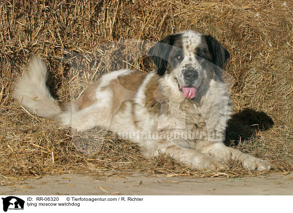 liegender Moskauer Wachhund / lying moscow watchdog / RR-06320
