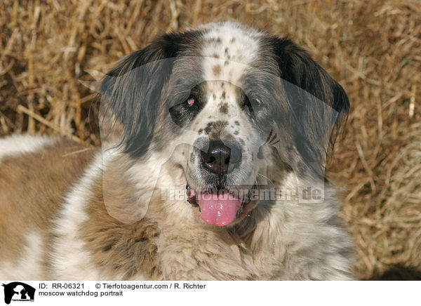 Moskauer Wachhund im Portrait / moscow watchdog portrait / RR-06321