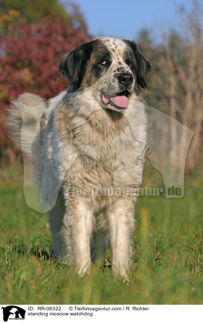 stehender Moskauer Wachhund / standing moscow watchdog / RR-06322
