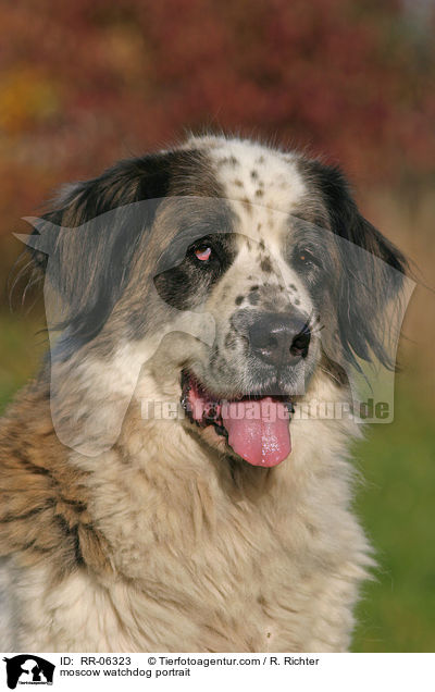 Moskauer Wachhund im Portrait / moscow watchdog portrait / RR-06323