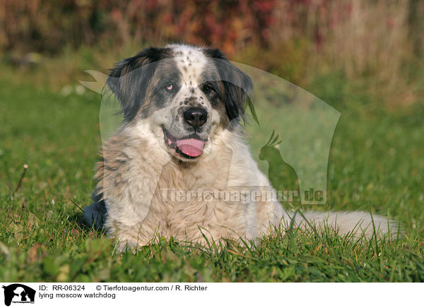 liegender Moskauer Wachhund / lying moscow watchdog / RR-06324