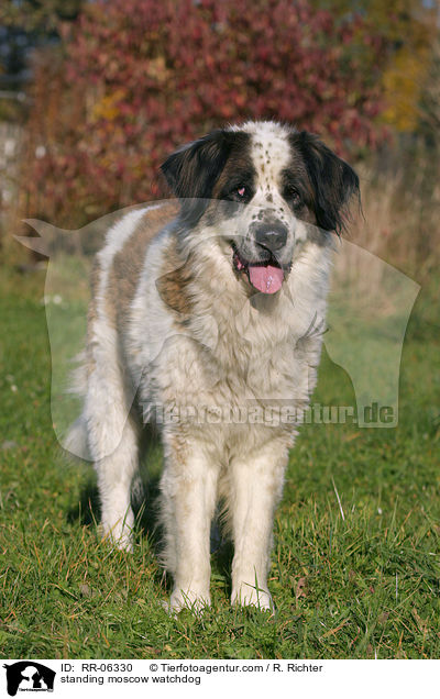 stehender Moskauer Wachhund / standing moscow watchdog / RR-06330