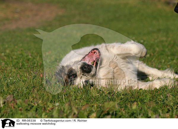 wlzender Moskauer Wachhund / wallowing moscow watchdog / RR-06338