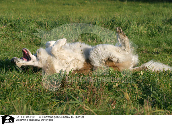 wlzender Moskauer Wachhund / wallowing moscow watchdog / RR-06349