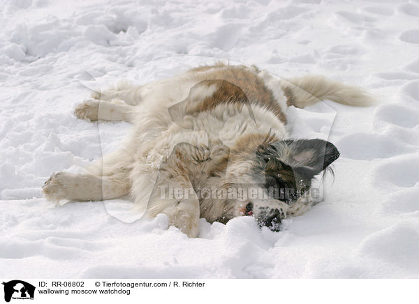 wlzender Moskauer Wachhund / wallowing moscow watchdog / RR-06802