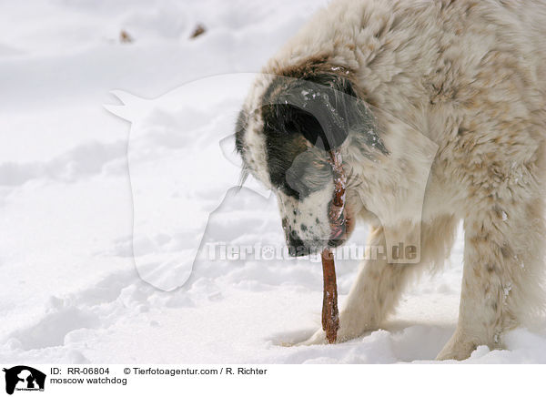 Moskauer Wachhund / moscow watchdog / RR-06804