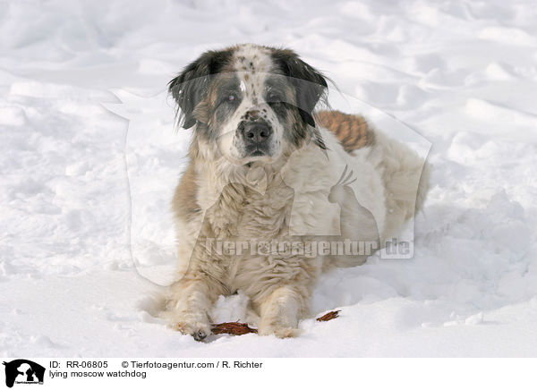 liegender Moskauer Wachhund / lying moscow watchdog / RR-06805