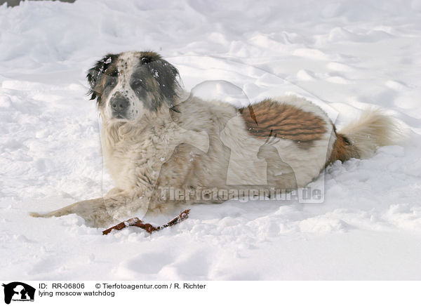 liegender Moskauer Wachhund / lying moscow watchdog / RR-06806