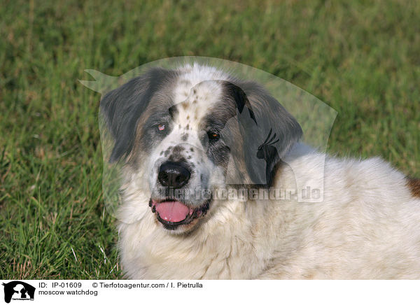 Moskauer Wachhund / moscow watchdog / IP-01609