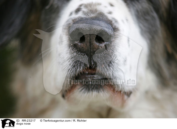 dogs nose / RR-23217